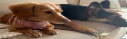 German Shepherd dogs for sale: Foster Home Desperately Needed in Horsham - Advert 6