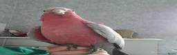 Cockatoo birds for sale: Cookie stupidly tame galah cockatoo  - Advert 3