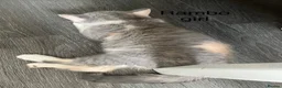 British Shorthair cats for sale: British shorthair registered with GCCF - Advert 14