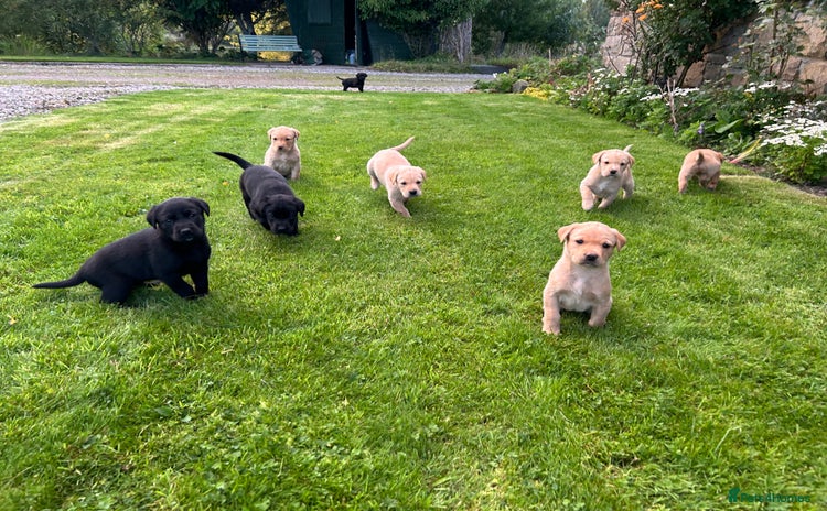 Labrador Retriever dogs - Advert 6