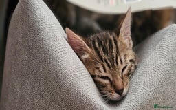 Bengal cats for sale: Beautiful Bengal cross kittens for sale - Image 7