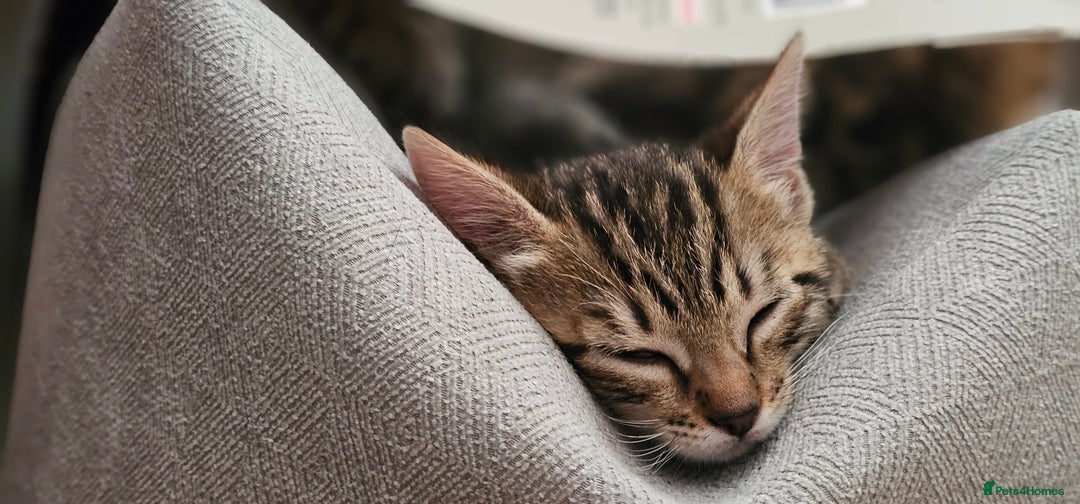 Bengal cats for sale: Beautiful Bengal cross kittens for sale - Image 7