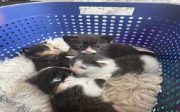 Domestic Shorthair cats for sale: Kittens  - Image 1