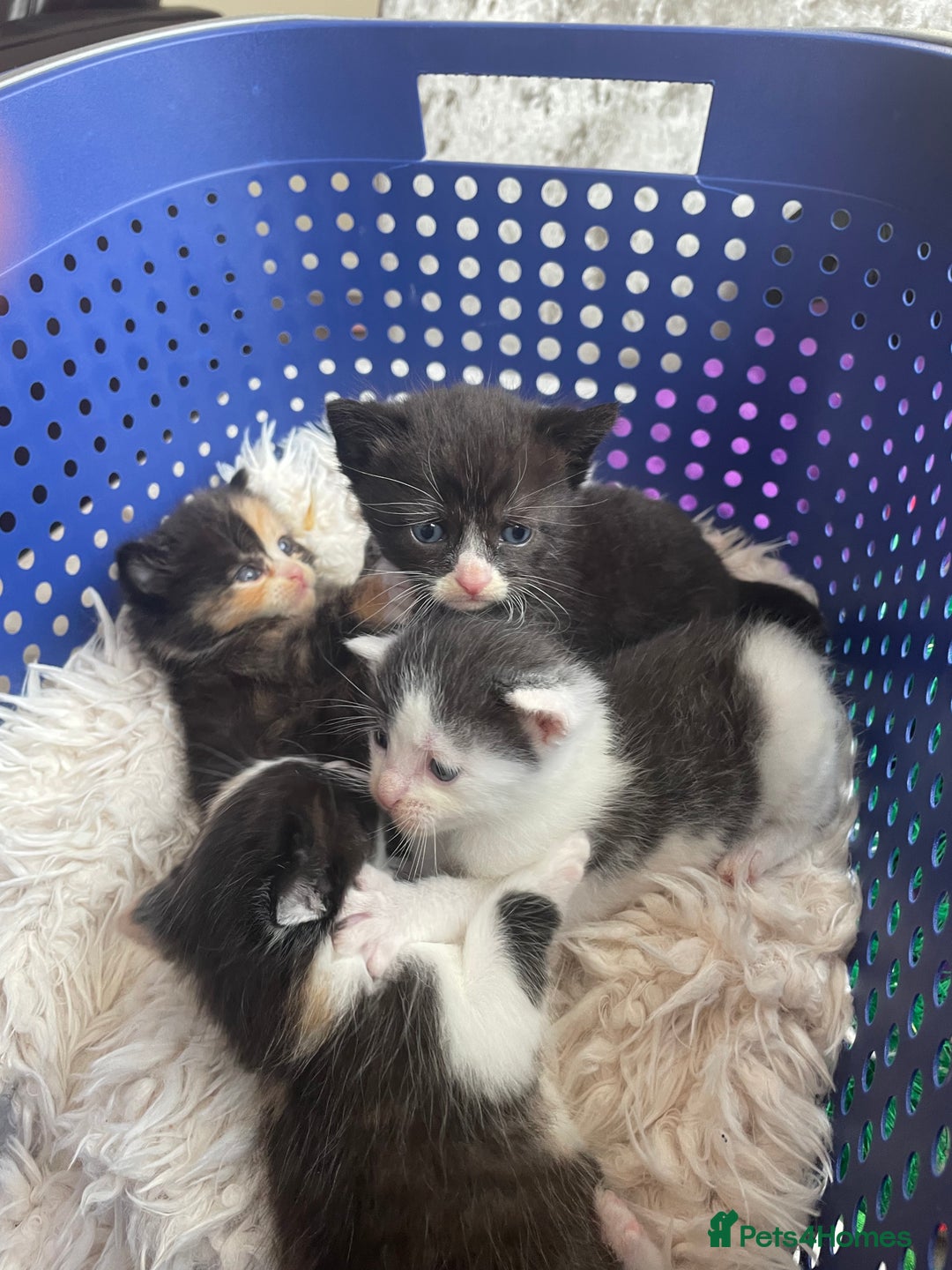 Domestic Shorthair cats for sale: Kittens  - Image 1