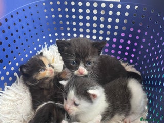 Domestic Shorthair cats - Advert 3