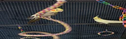 Cockatiels birds for sale: Cockertiels for rehoming in Bedale - Advert 4