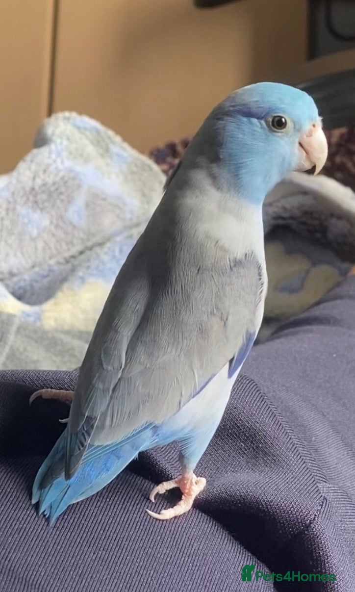 Parrots birds Blue Male parrotlet for sale - Advert 1