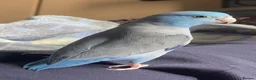 Parrots birds for sale: Blue Male parrotlet for sale - Advert 1