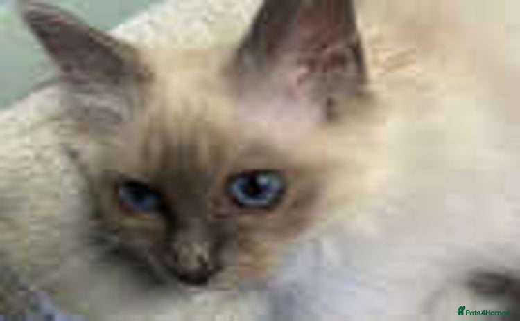 Ragdoll cats - Advert 5