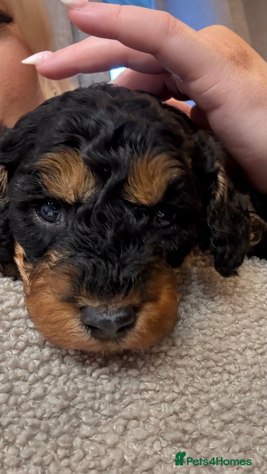 Cockapoo dogs for sale: F1b cockapoos  - Advert 11