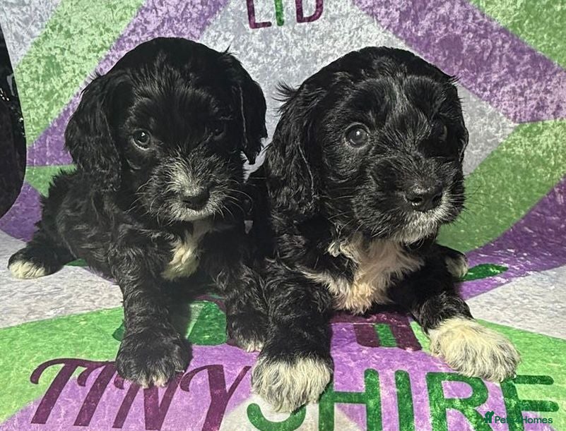 Cockapoo dogs F1 various mini cockapoos 30 dna health tested clr - Advert 2