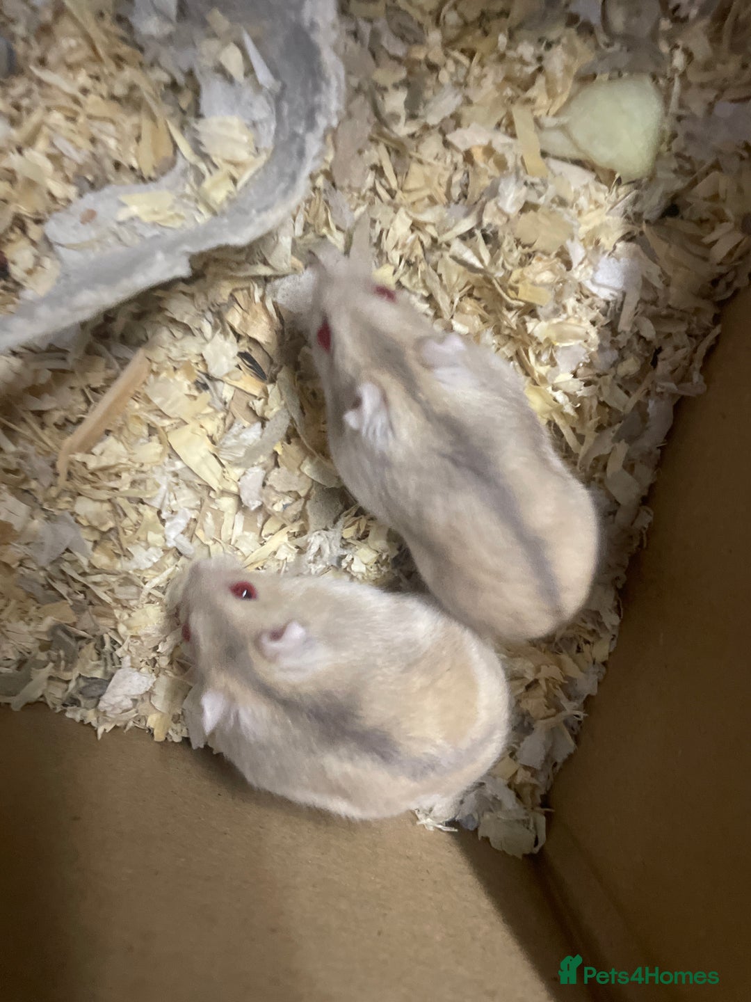 Hamster rodents for sale: Russian dwarf hamsters - Image 2
