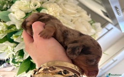 Miniature Dachshund dogs for sale: Stunning Mini Dachshunds 😍  - Image 5