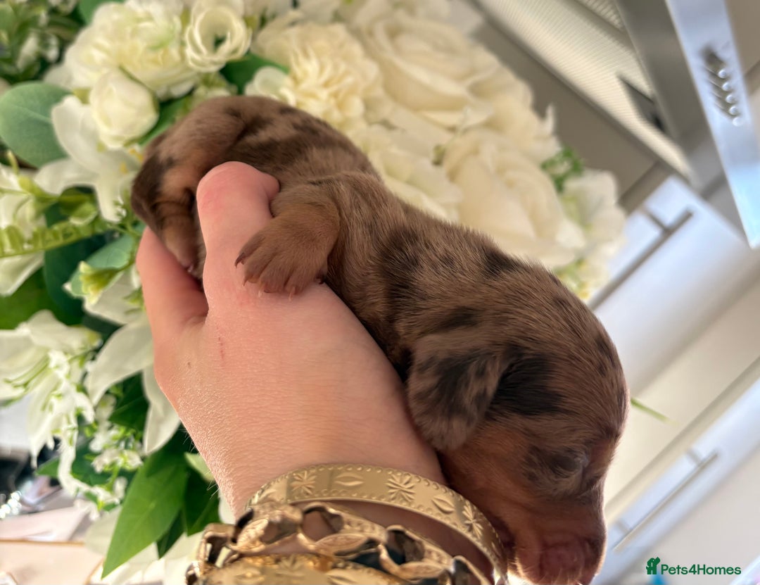 Miniature Dachshund dogs for sale: Stunning Mini Dachshunds 😍  - Image 5