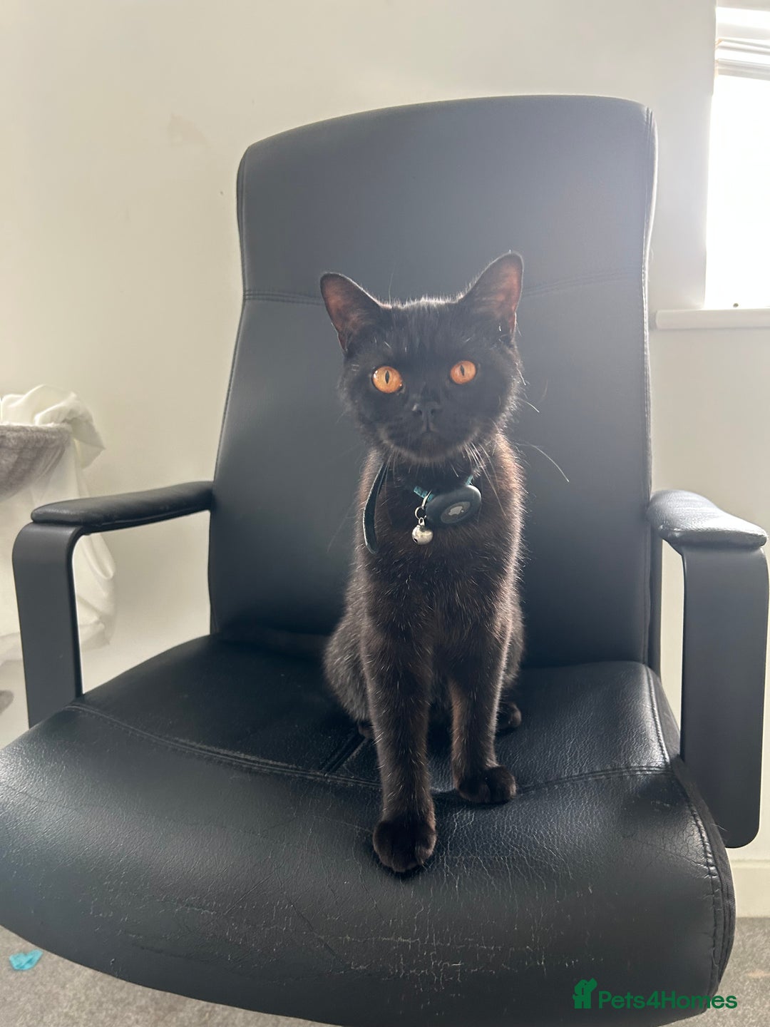 British Shorthair cats for sale: Young Male British Shorthair (Indoor Cat) - Image 4