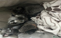 Mixed Breed cats for sale: Gorgeous kittens - Image 2