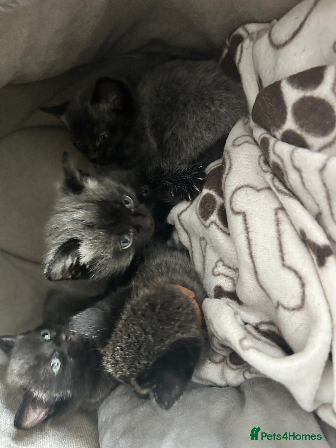 Mixed Breed cats for sale: Gorgeous kittens - Image 2