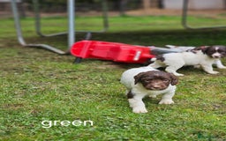 English Springer Spaniel dogs for sale: Springer spaniel pups  - Image 8