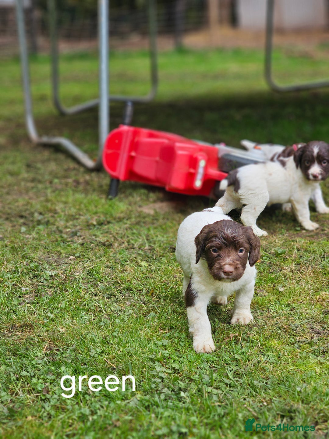 English Springer Spaniel dogs for sale: Springer spaniel pups  - Image 8