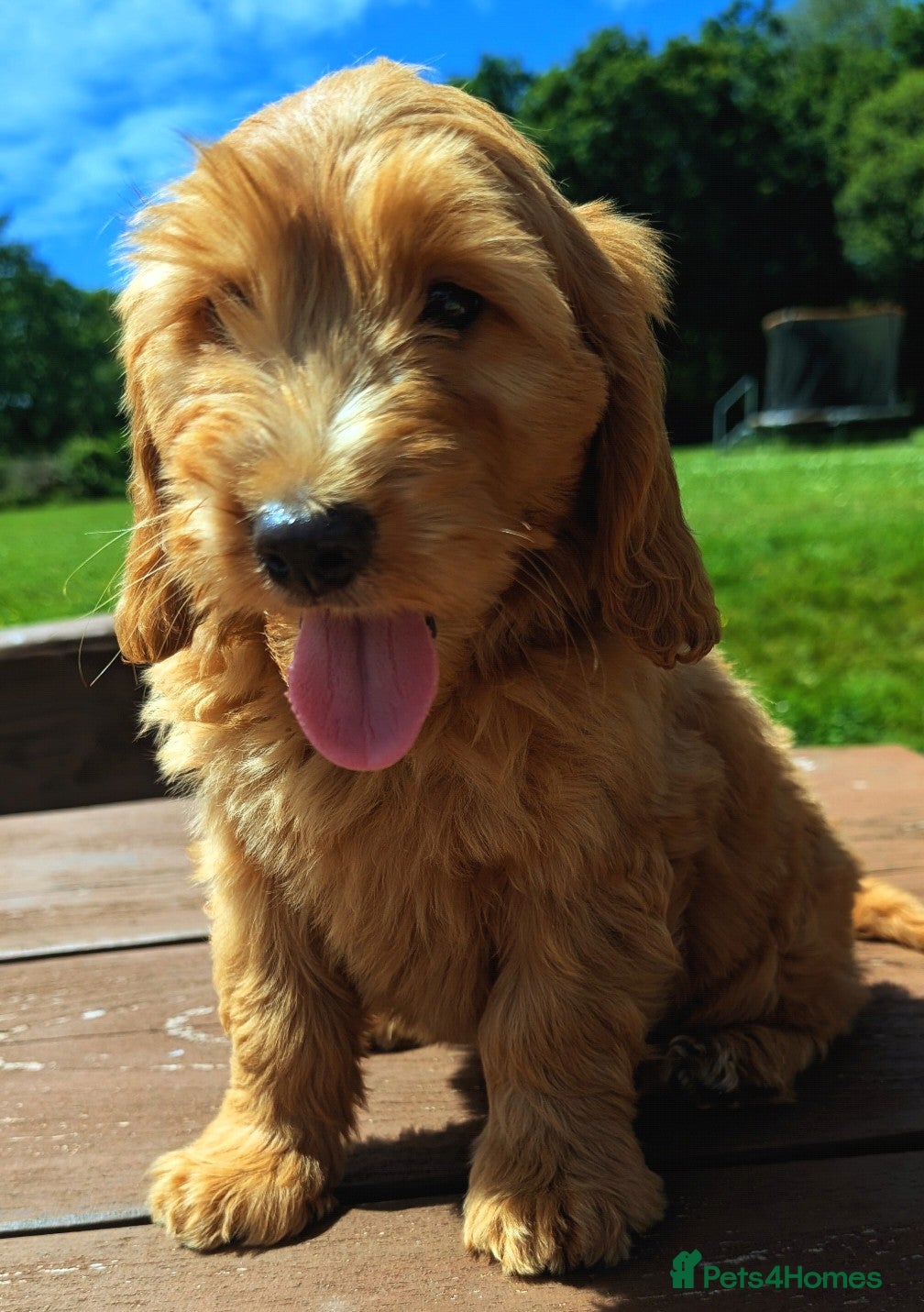 Cockapoo dogs Quality F1 Cockapoo puppies, Health tested parents - Advert 1