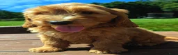 Cockapoo dogs for sale: Quality F1 Cockapoo puppies, Health tested parents - Advert 1