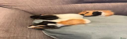 Guinea Pig rodents for sale: Baby boy guinea pigs  - Advert 4