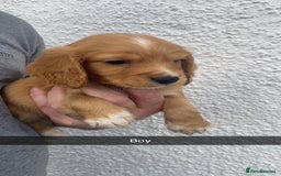 Cocker Spaniel dogs for sale: Cocker spaniel - Image 19