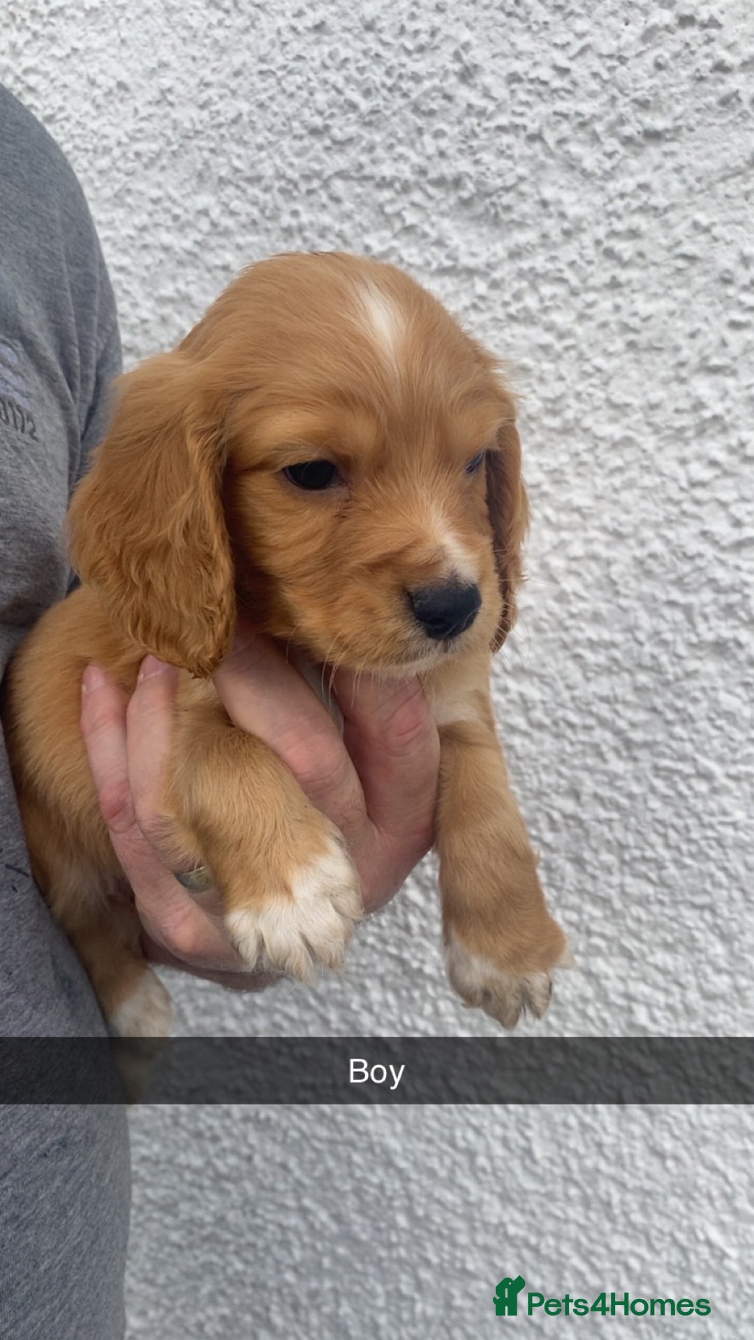 Cocker Spaniel dogs for sale: Cocker spaniel - Image 19