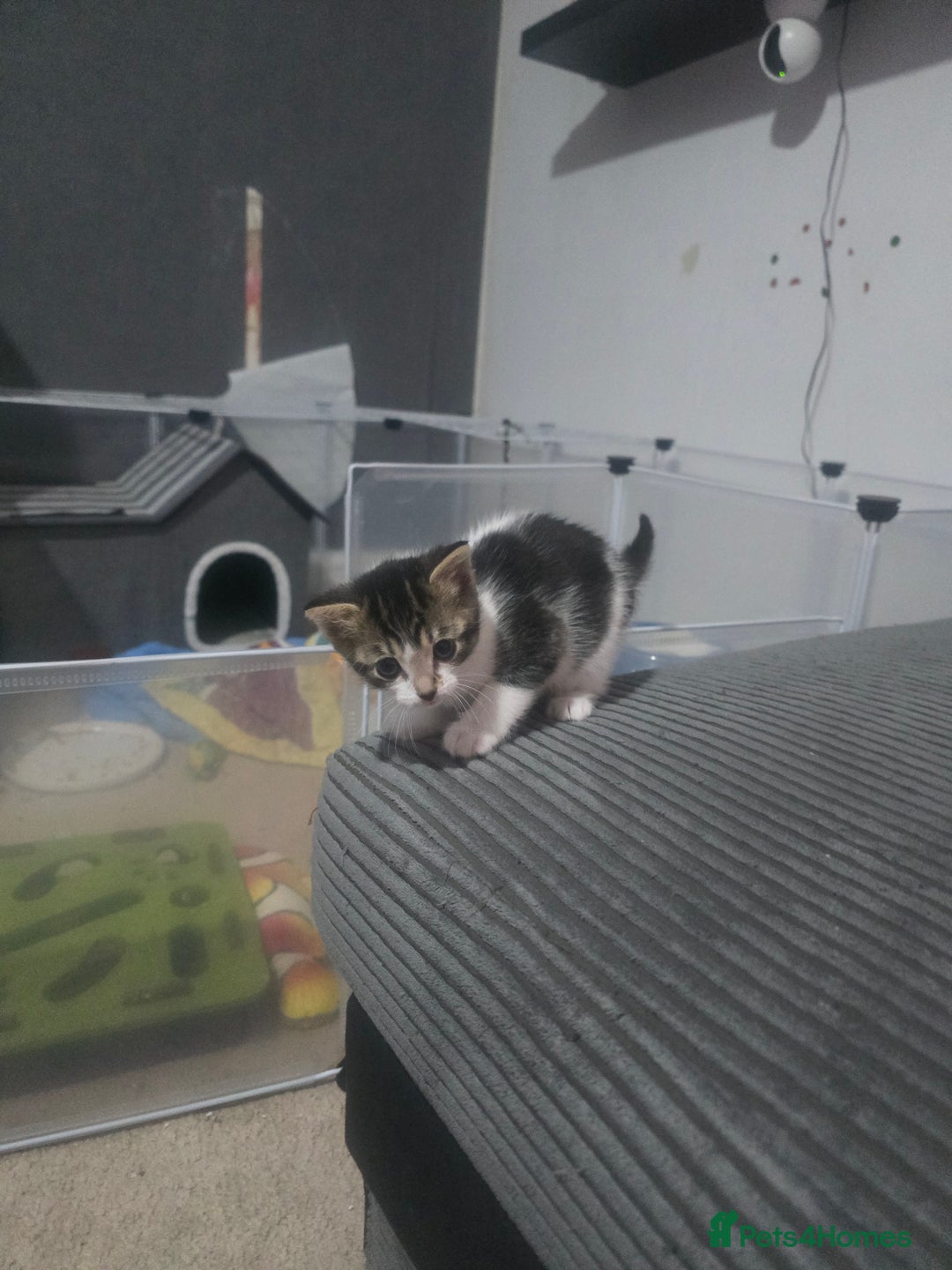 Mixed Breed cats for sale: Beautiful Kittens looking for forever homes - Advert 5
