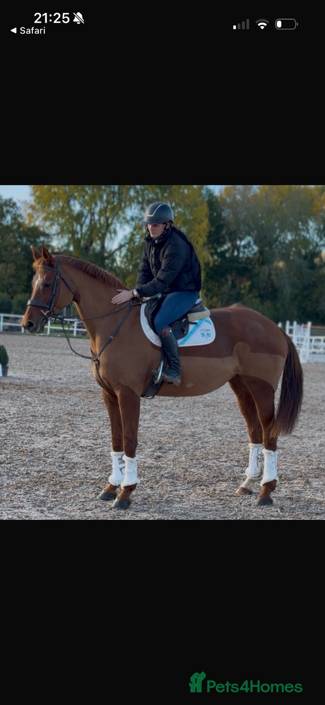 Hanoverian horses for sale: Dee - Registered Hanoverian Showstopper  - Advert 8