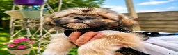 Shih Tzu dogs for sale: Beautiful Shih Tzu puppy available - Advert 14