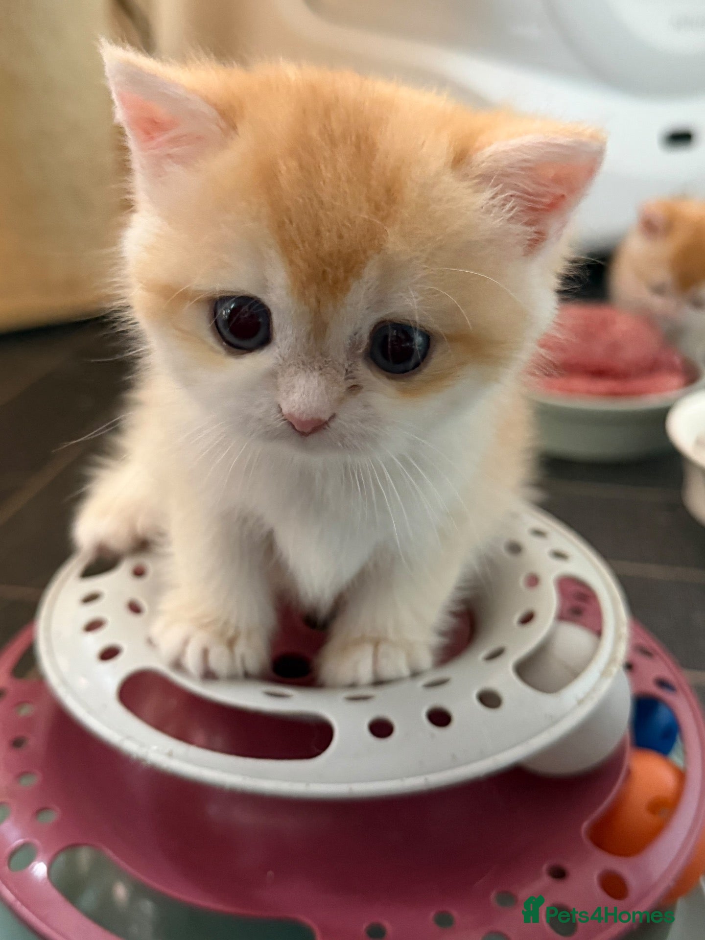 British Shorthair cats GCCF reg BSH Chocolate and Black Golden Kittens - Advert 1