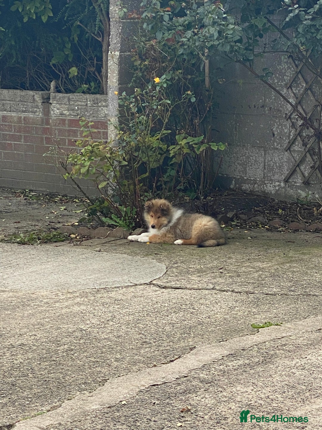 Rough Collie dogs for sale: ROUGH COLLIE SABLE AND WHITE PUPPIES - Image 5