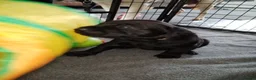Labrador Retriever dogs for sale: Gorgeous  labrador retriever puppies for s in Durham - Advert 13