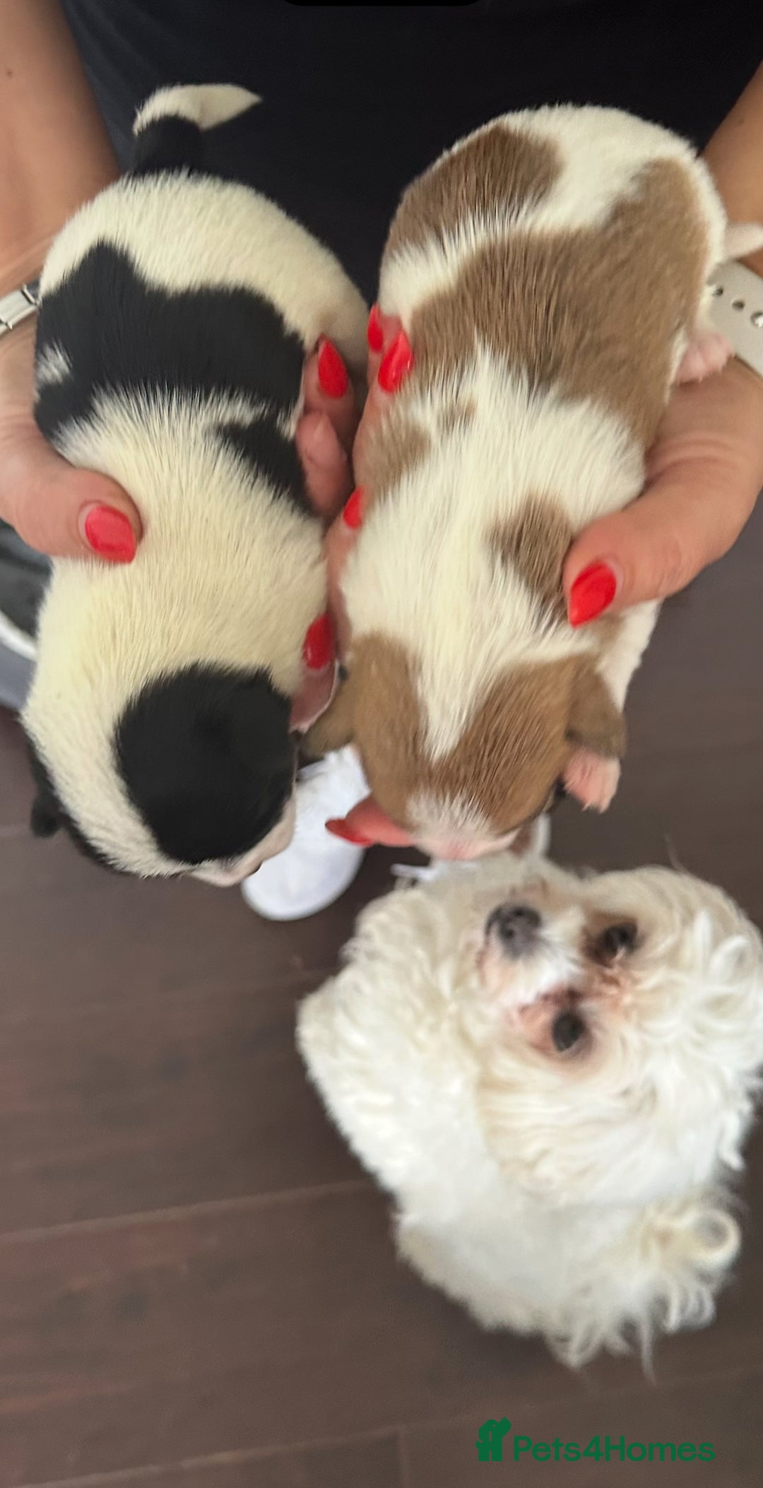 Maltipoo dogs for sale: Adorable Female Mixed-Breed Puppy ReadyDecember 20 - Advert 2