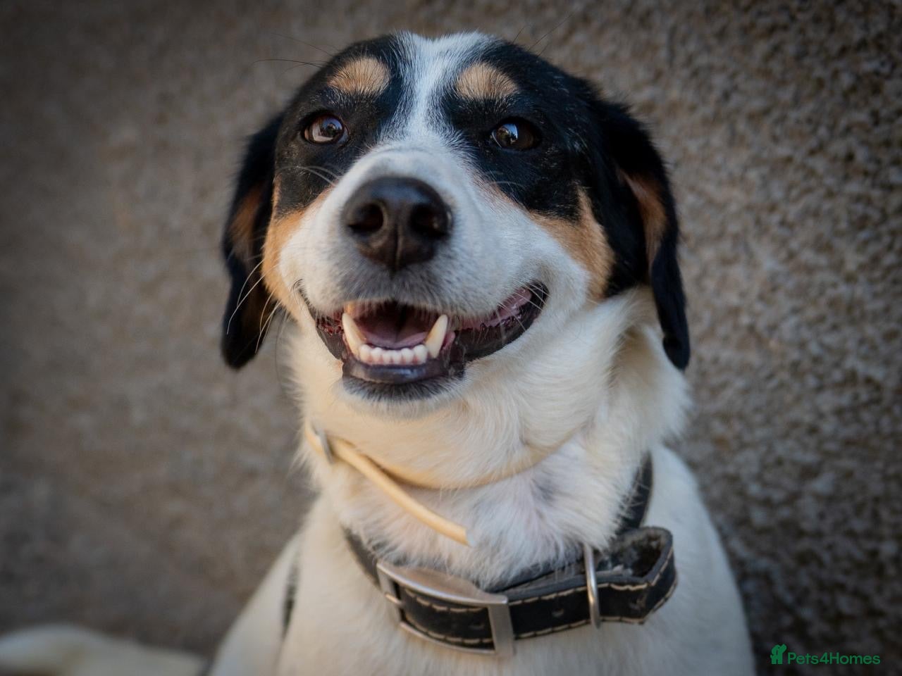 Mixed Breed dogs Meet Efes! 🐶🤍 Looking for His Forever Home 🏡 - Advert 1