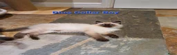 Ragdoll cats for sale: Stunning GCCF Registered Ragdoll Kittens. - Advert 19