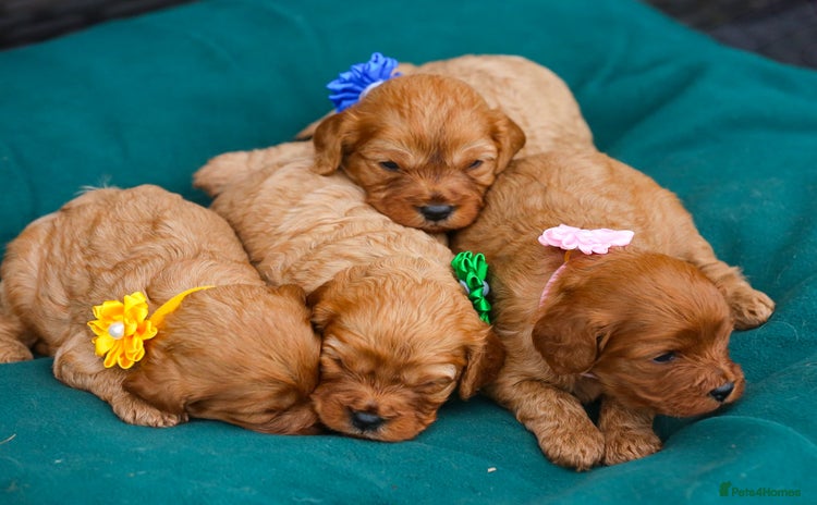 Cavapoo dogs - Advert 7