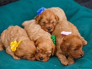 Cavapoo dogs - Advert 6