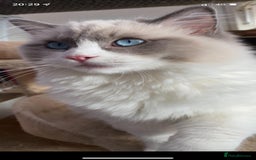 Ragdoll cats for stud: Active Gccf Blue bi Ragdoll in Grantham - Image 6