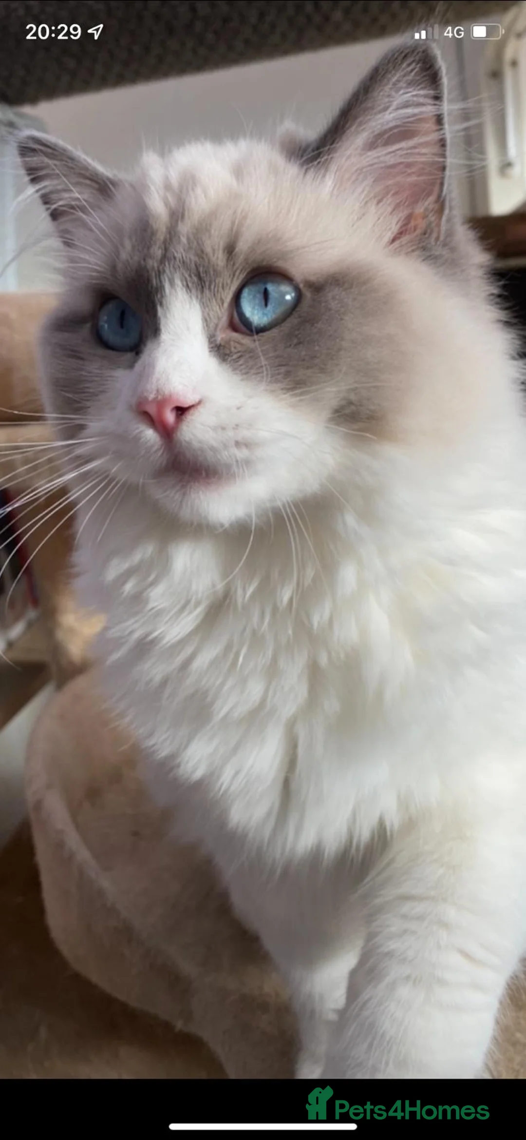 Ragdoll cats for stud: Active Gccf Blue bi Ragdoll in Grantham - Advert 6