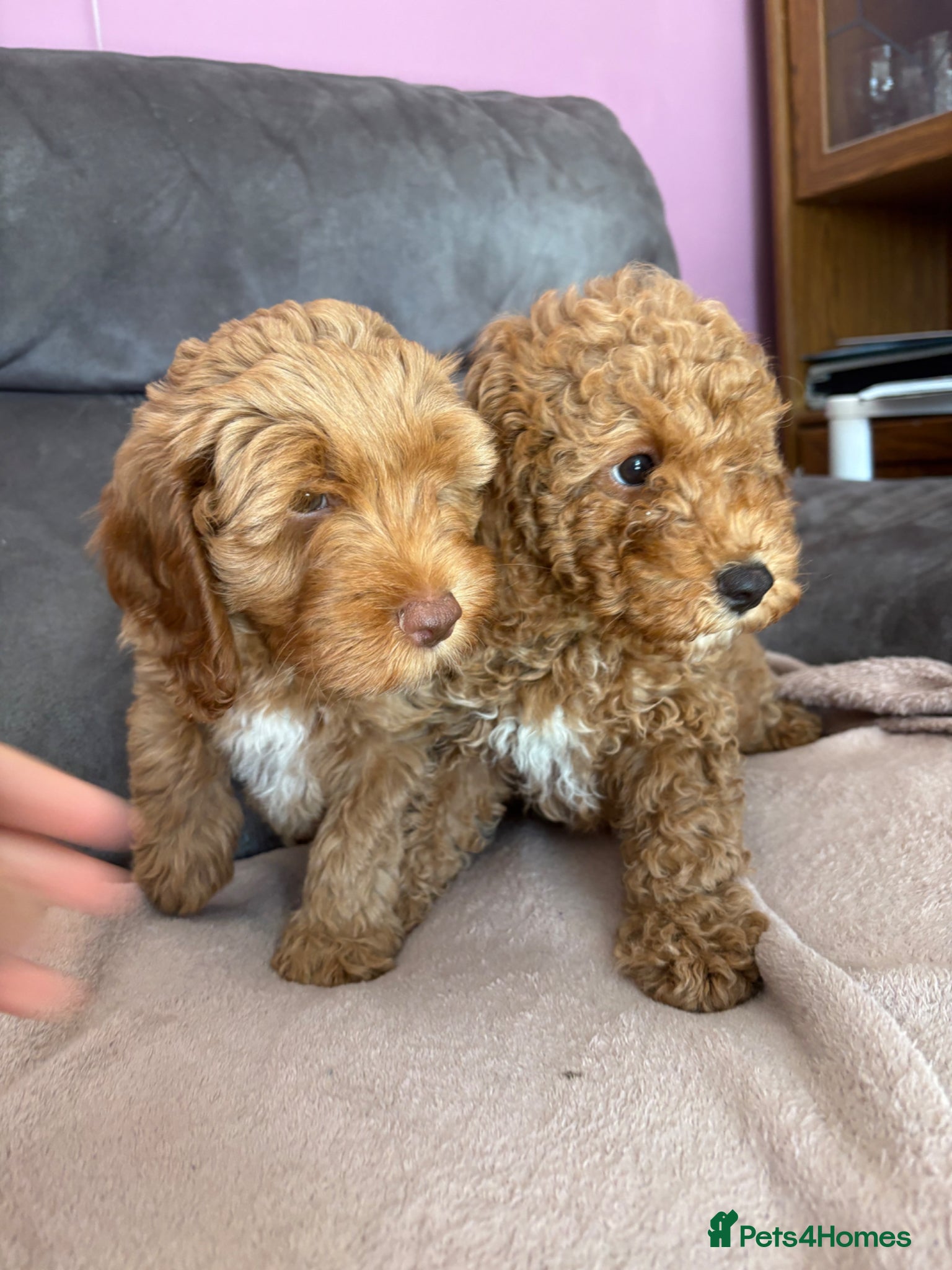 Cockapoo dogs Stunning cockapoo girls ready Friday! - Advert 2