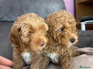 Cockapoo dogs Stunning cockapoo girls ready Friday! - Advert 1