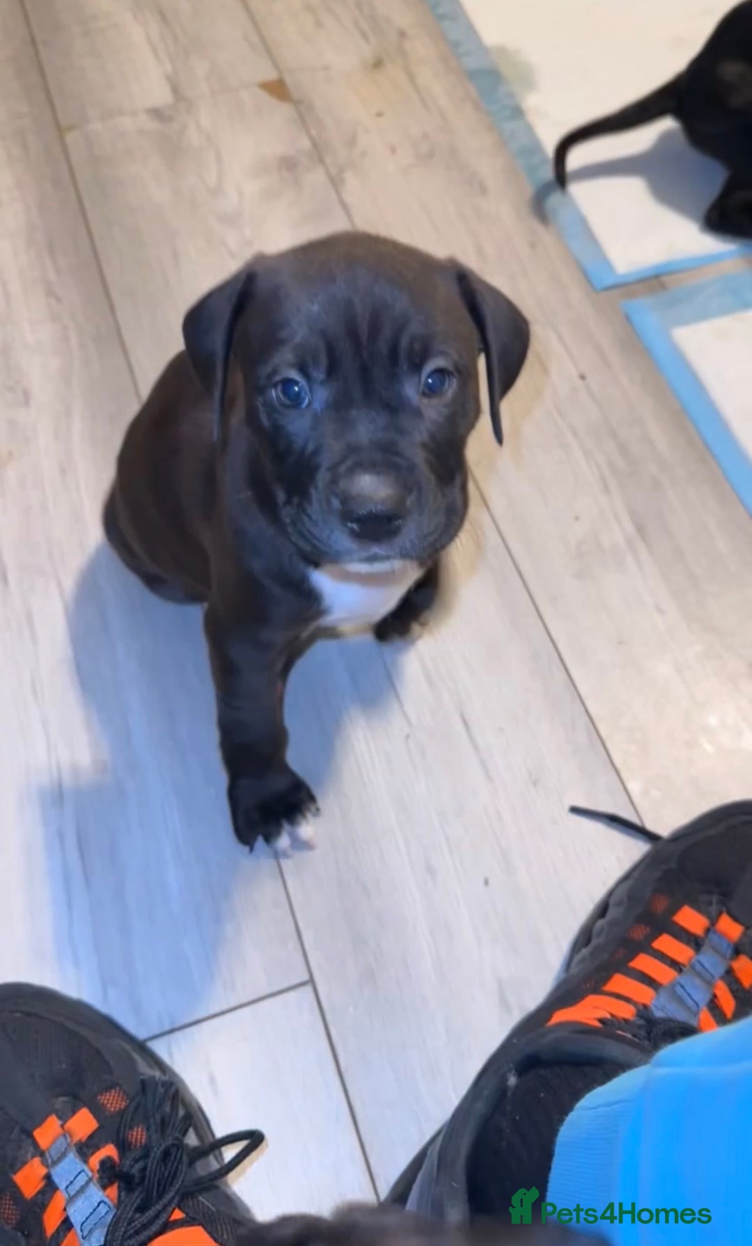 Mixed Breed dogs for sale: beautiful cane corso/ staff pups 7 left  - Image 8