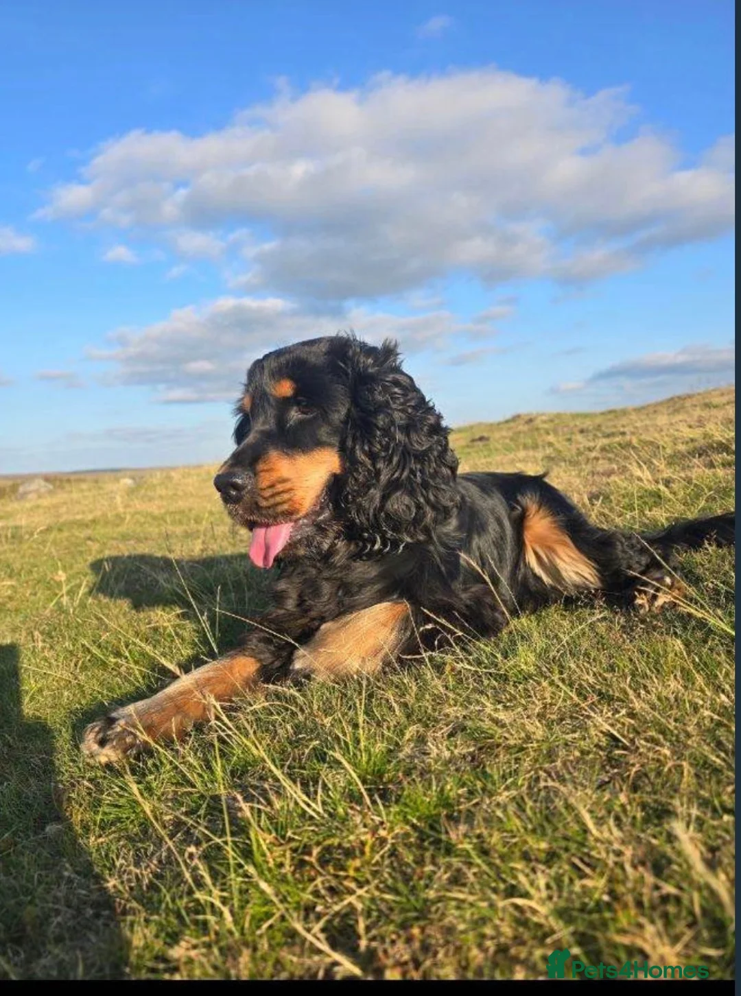 American Cocker Spaniel dogs for sale: American cocker spaniel in Pontyclun - Advert 2