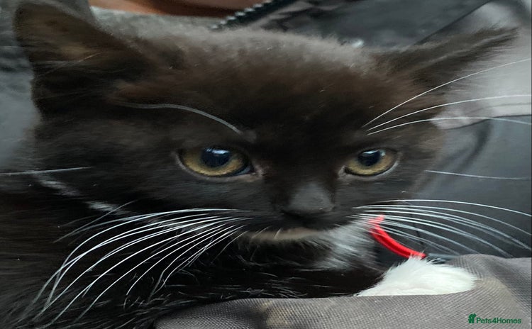 Mixed Breed cats - Advert 11