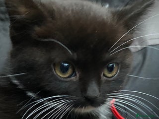 Mixed Breed cats - Advert 24