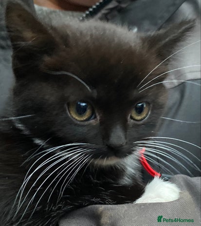 Mixed Breed cats - Advert 11