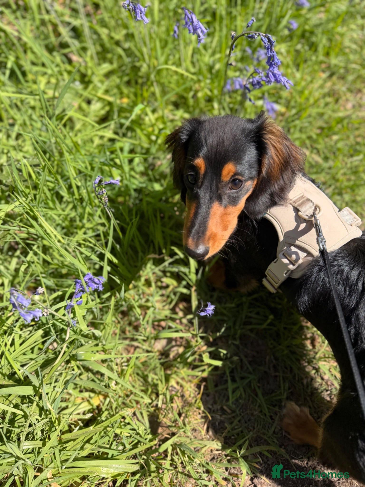 Dachshund dogs 9mo Male Dachshund - Advert 3