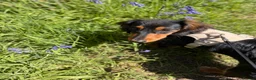 Dachshund dogs for sale: 9mo Male Dachshund - Advert 1